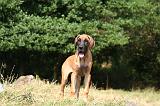DOGUE ALLEMAND 966